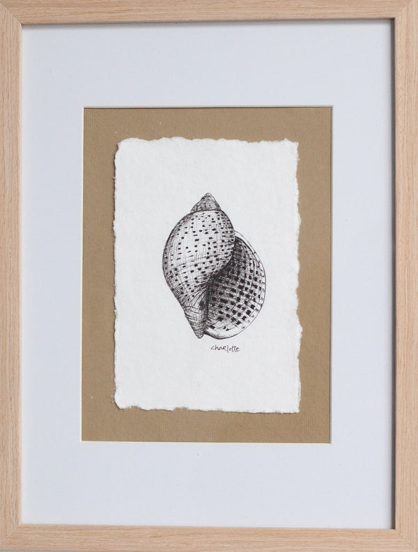 Tun Snail Shell