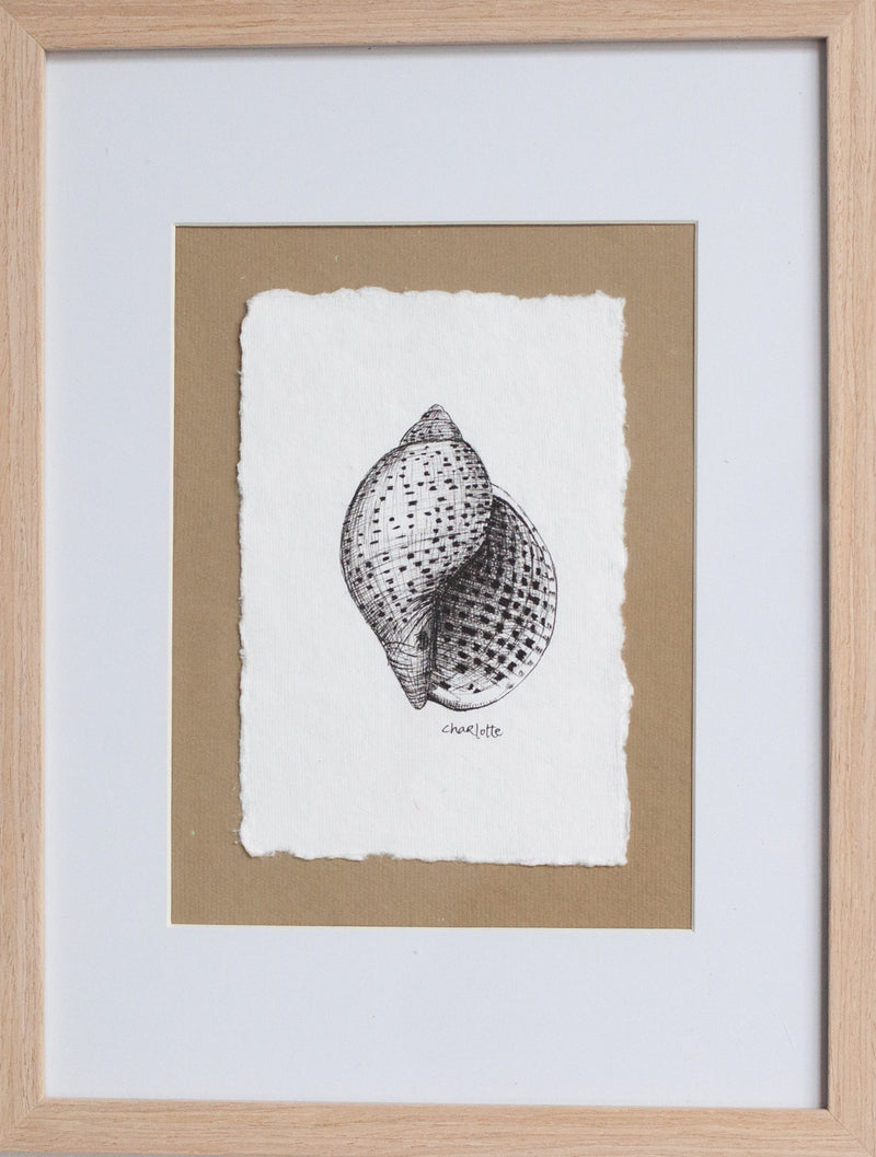 Tun Snail Shell