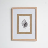 Tun Snail Shell