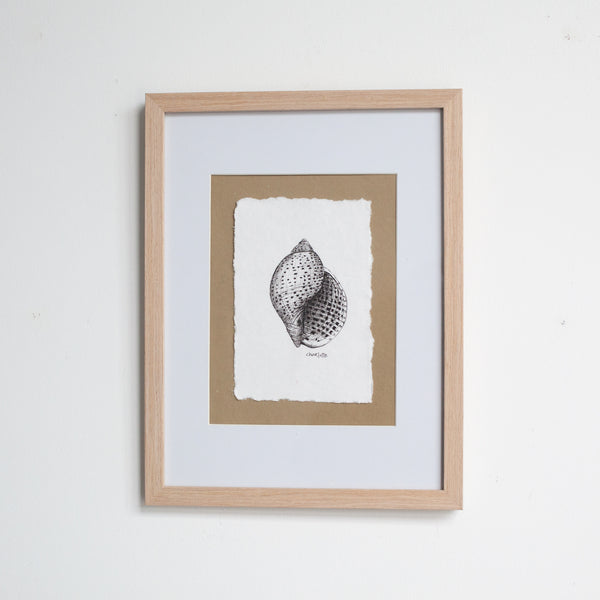 Tun Snail Shell