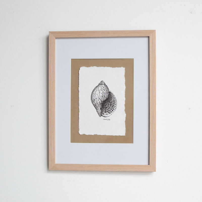 Tun Snail Shell