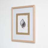 Tun Snail Shell