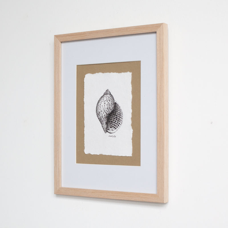 Tun Snail Shell