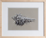 Venus Comb Murex Shell