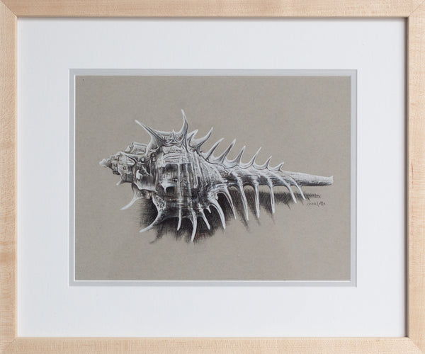 Venus Comb Murex Shell