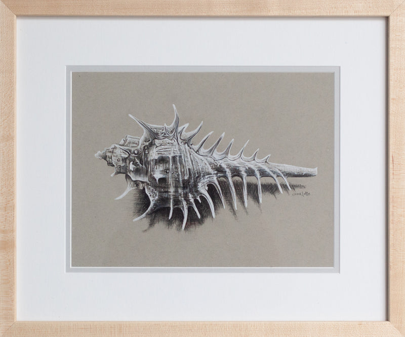Venus Comb Murex Shell
