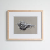 Venus Comb Murex Shell