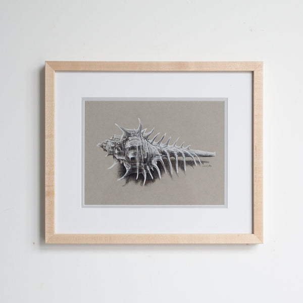 Venus Comb Murex Shell