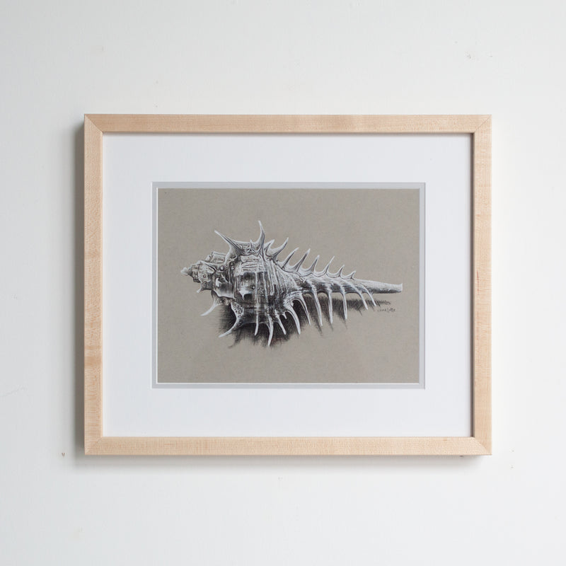 Venus Comb Murex Shell