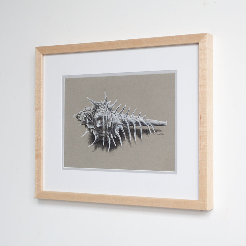 Venus Comb Murex Shell