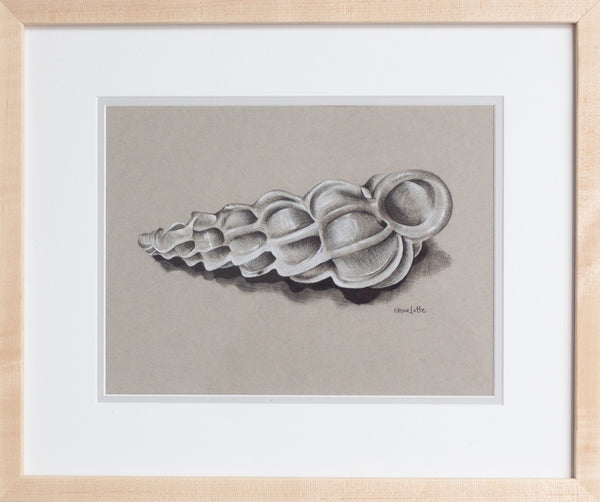 Wentletrap Shell in Charcoal