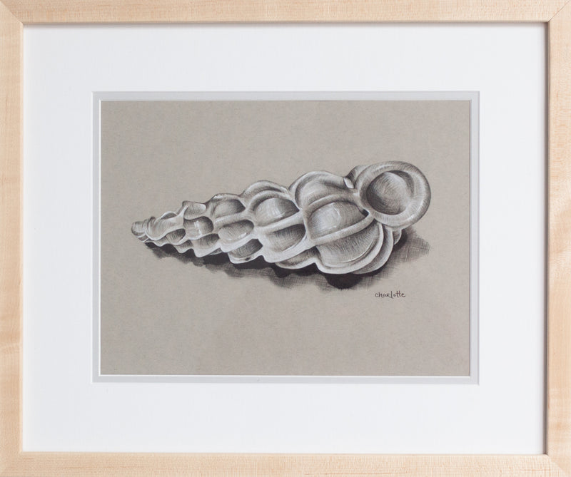 Wentletrap Shell in Charcoal
