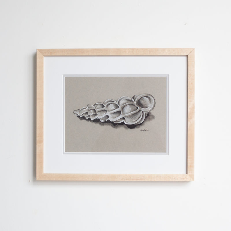 Wentletrap Shell in Charcoal