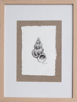 Wentletrap Shell