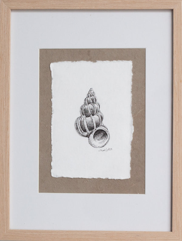 Wentletrap Shell