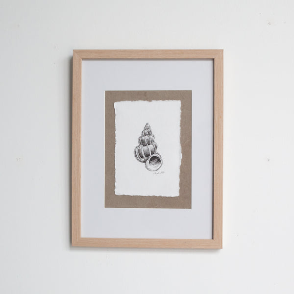 Wentletrap Shell