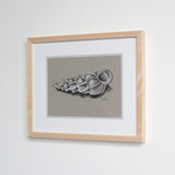 Wentletrap Shell in Charcoal