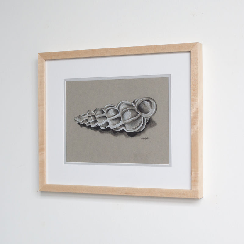 Wentletrap Shell in Charcoal