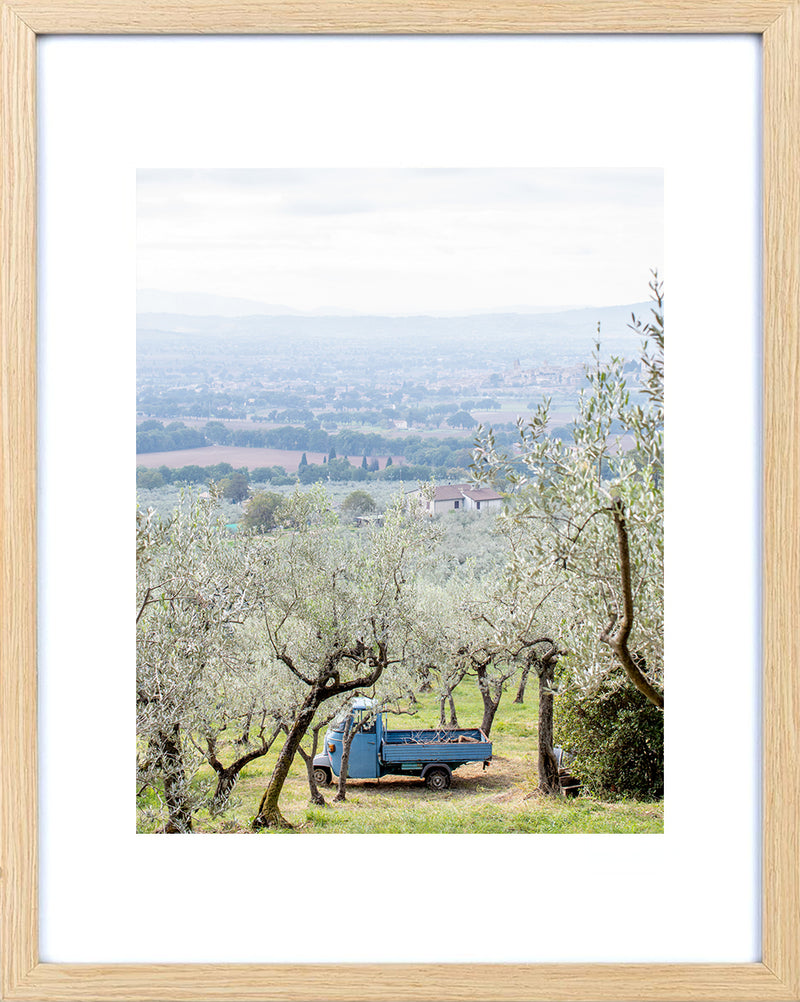 Olive Harvest
