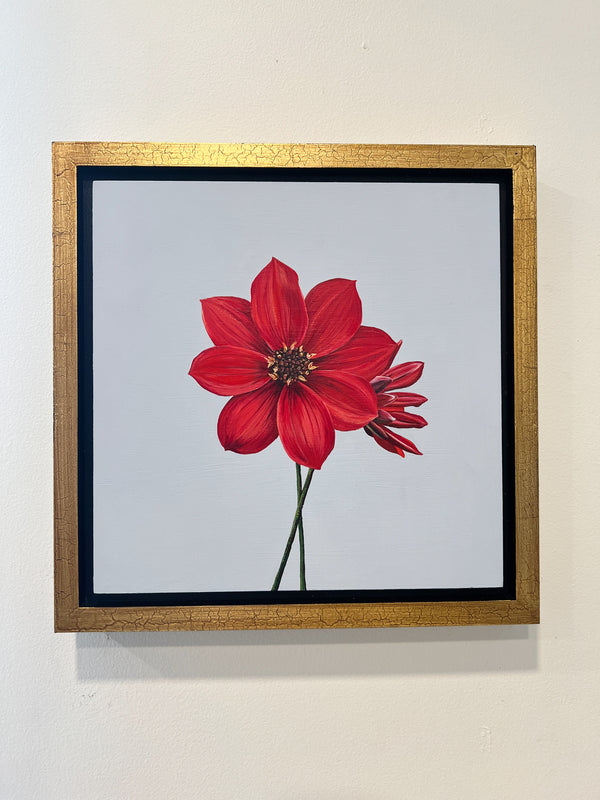 Red Dahlia