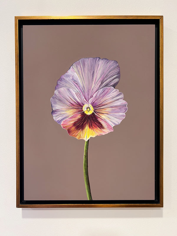 Purple Pansy