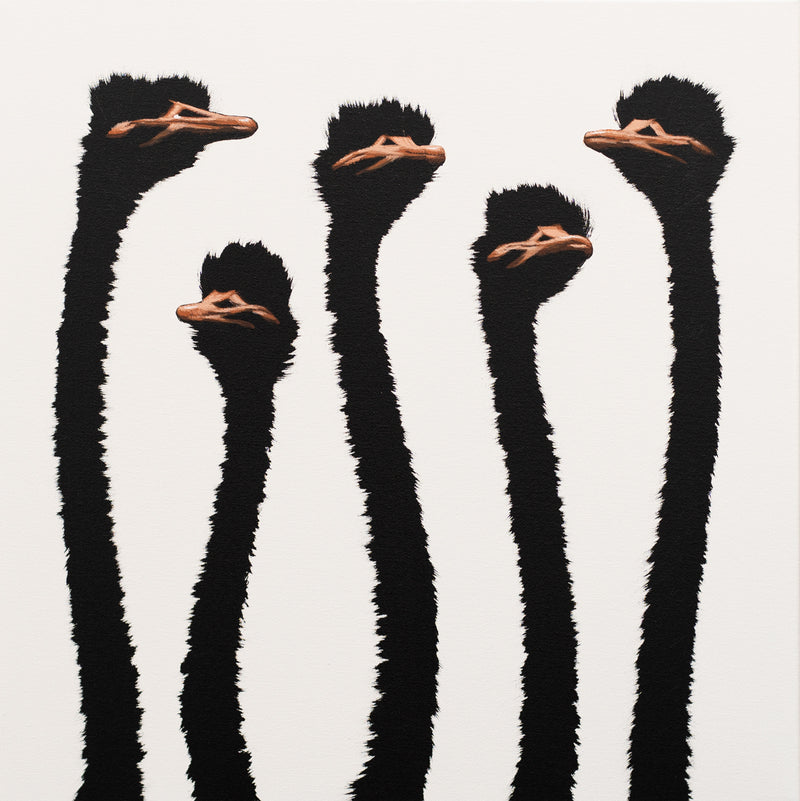 Five Ostriches on White