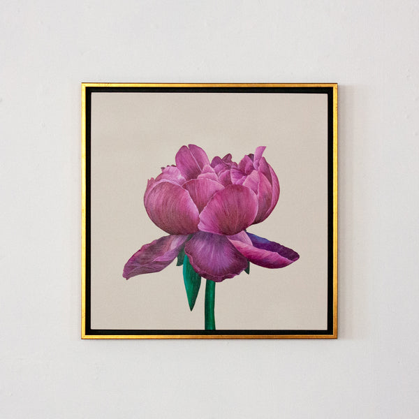 Pink Peony
