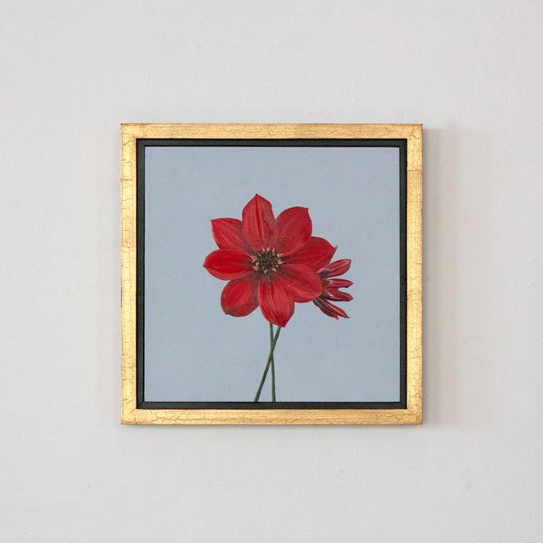 Red Dahlia